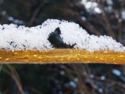 Seelöwenkuss im Winter